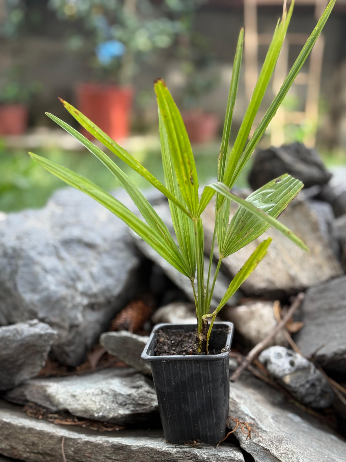 Palmier morisca Trachycarpus Fortunei