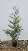 Leylandii 110-130 cm,C3