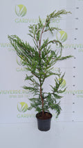 Leylandii Cupressocyparis 100  cm