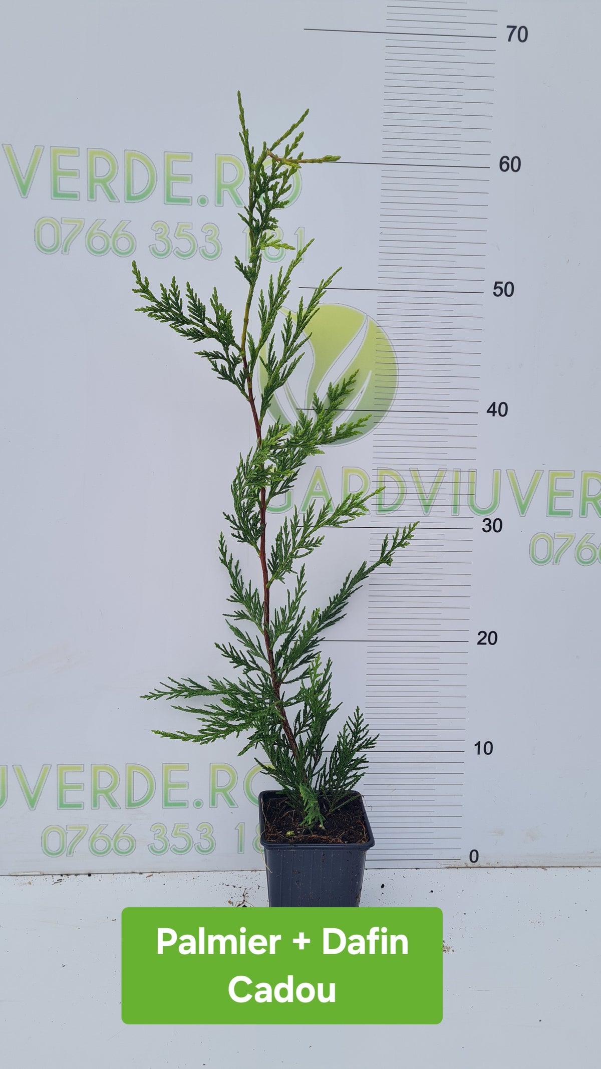 Pachet 50 de plante Leylandii 60-70 cm inaltime