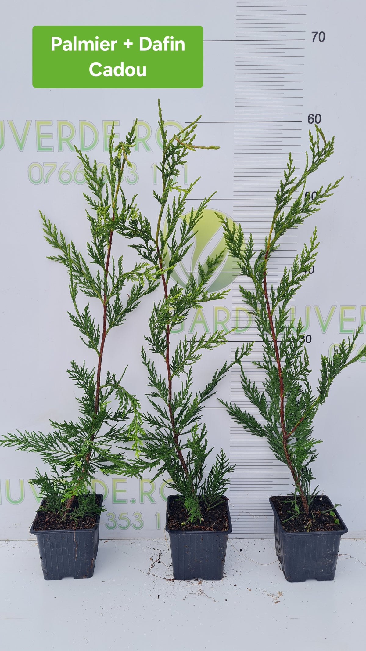 Pachet 50 de plante Leylandii 60-70 cm inaltime