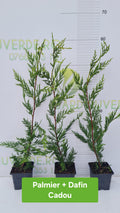 Pachet 50 de plante Leylandii 50-60 cm inaltime