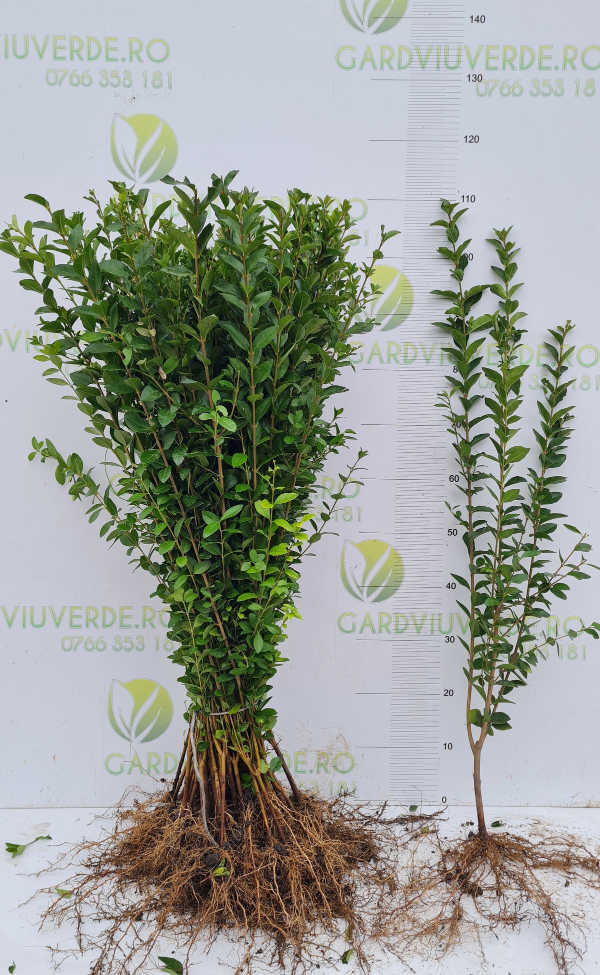 Gard Viu Lemn Câinesc 60-80 cm - [anul 2]