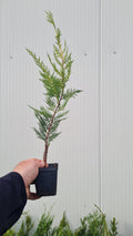 Leylandii Cupressocyparis 50-60 cm
