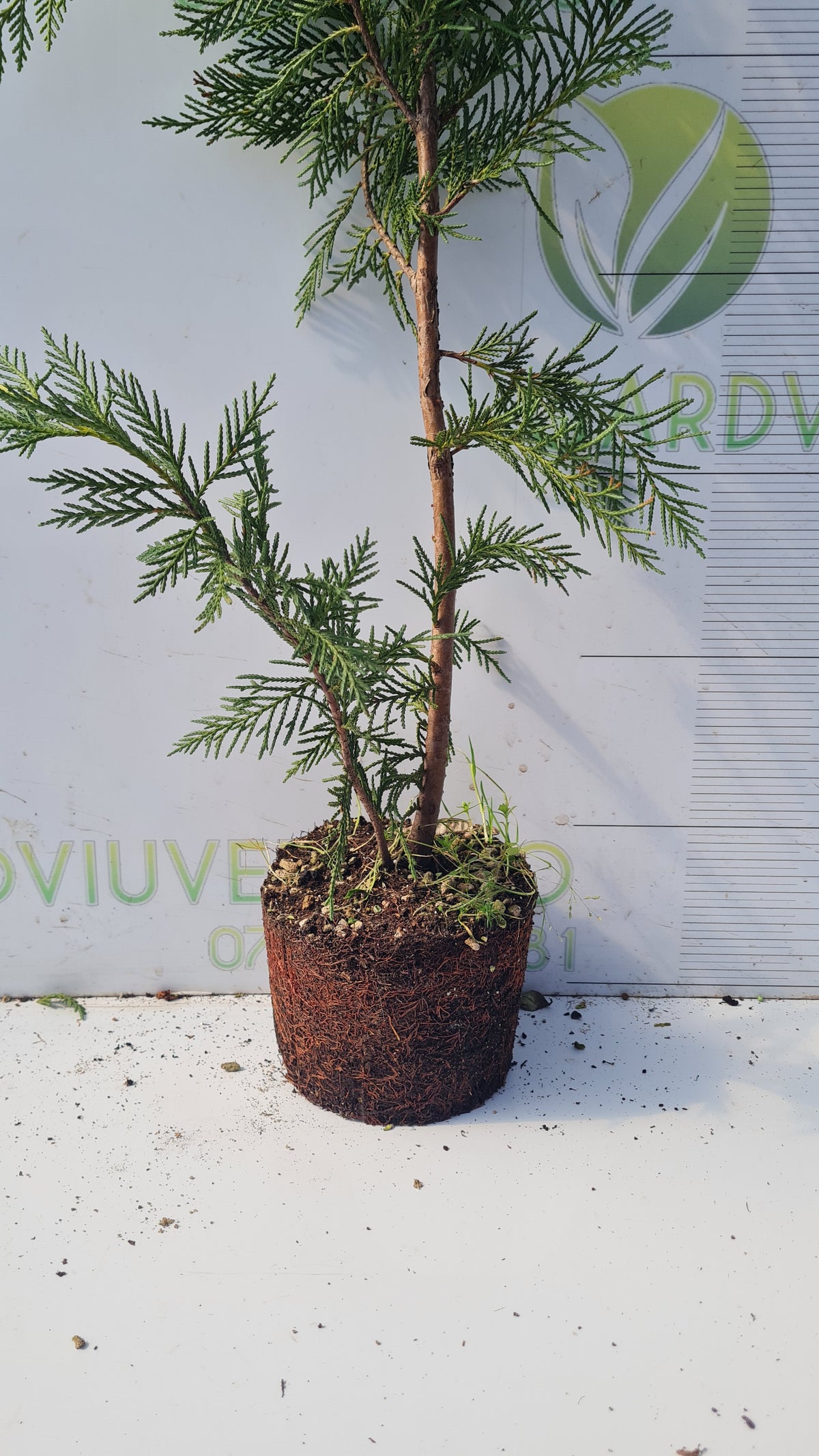 Leylandii Cupressocyparis 80 cm inaltime.