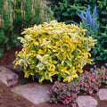 Euonymus Japonicus Aurea 20-25 cm