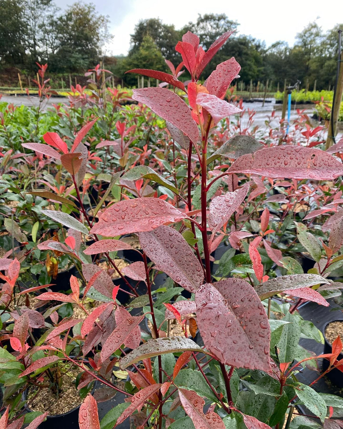 Pachet 50 de plante Photinia Red Robin 50-70 cm