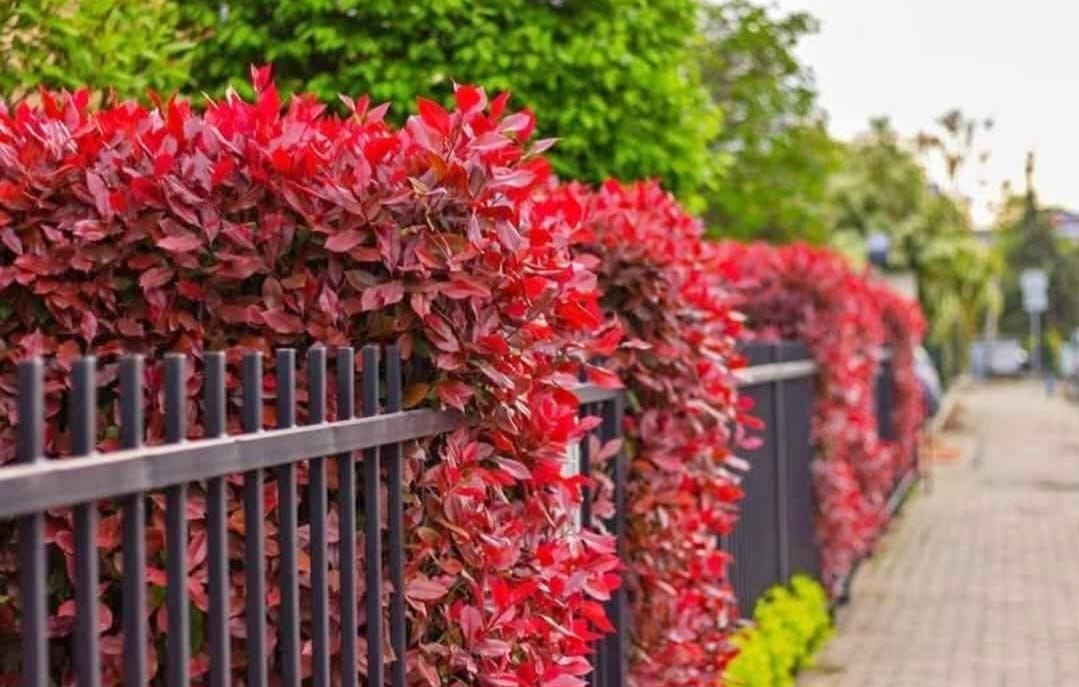 Pachet 50 de plante Photinia Red Robin 50-70 cm