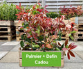 Pachet 50 de plante Photinia Red Robin 50-70 cm