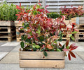 Pachet 50 de plante Photinia Red Robin 50-70 cm