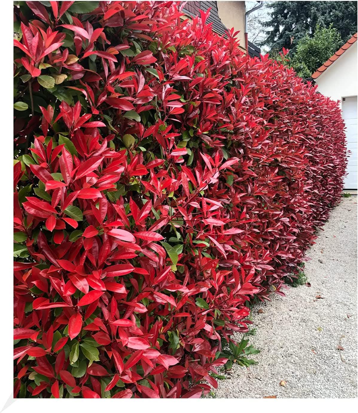 Pachet 50 de plante Photinia Red Robin 50-70 cm