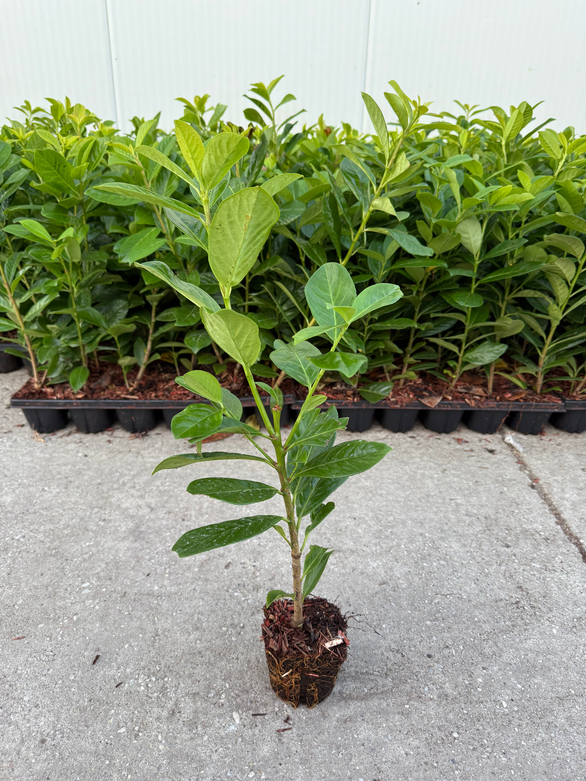 Pachet Laur Englezesc Novita 50 plante,45-50 cm inaltime.