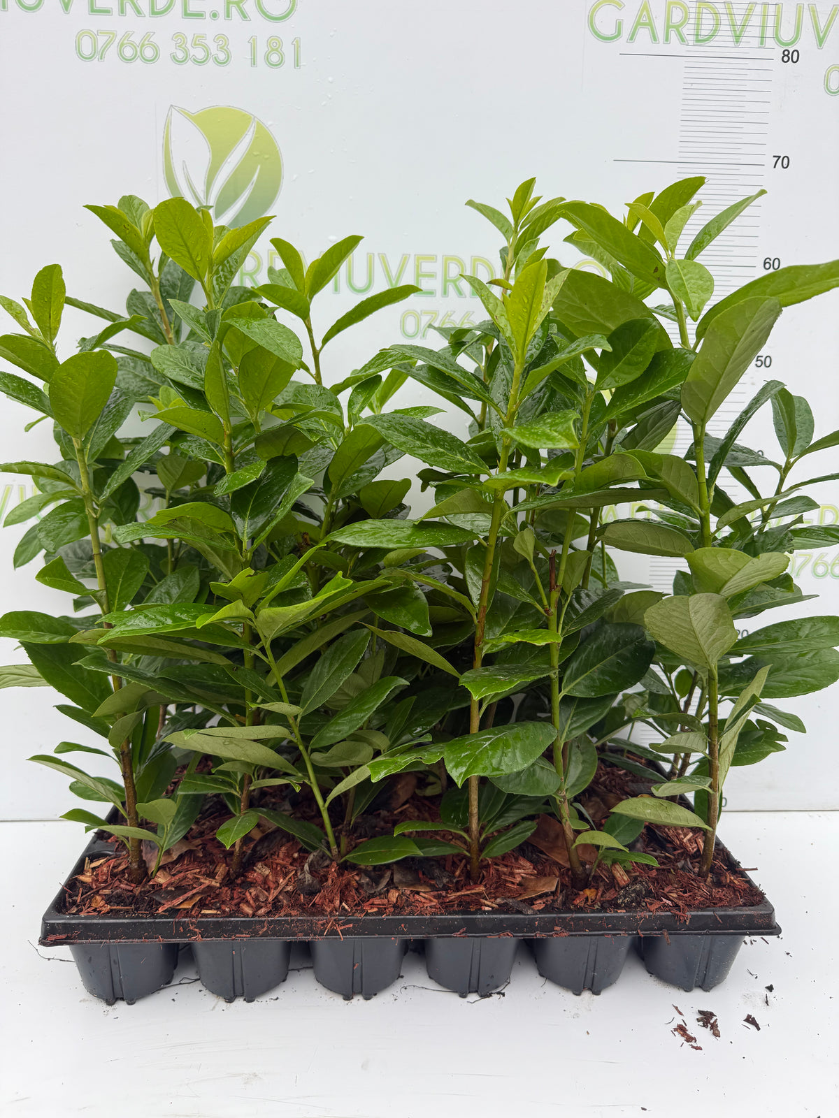 Pachet Laur Englezesc Novita 50 plante,45-50 cm inaltime.