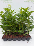 Pachet Laur Englezesc Novita 25 plante,20-30  inaltime P7