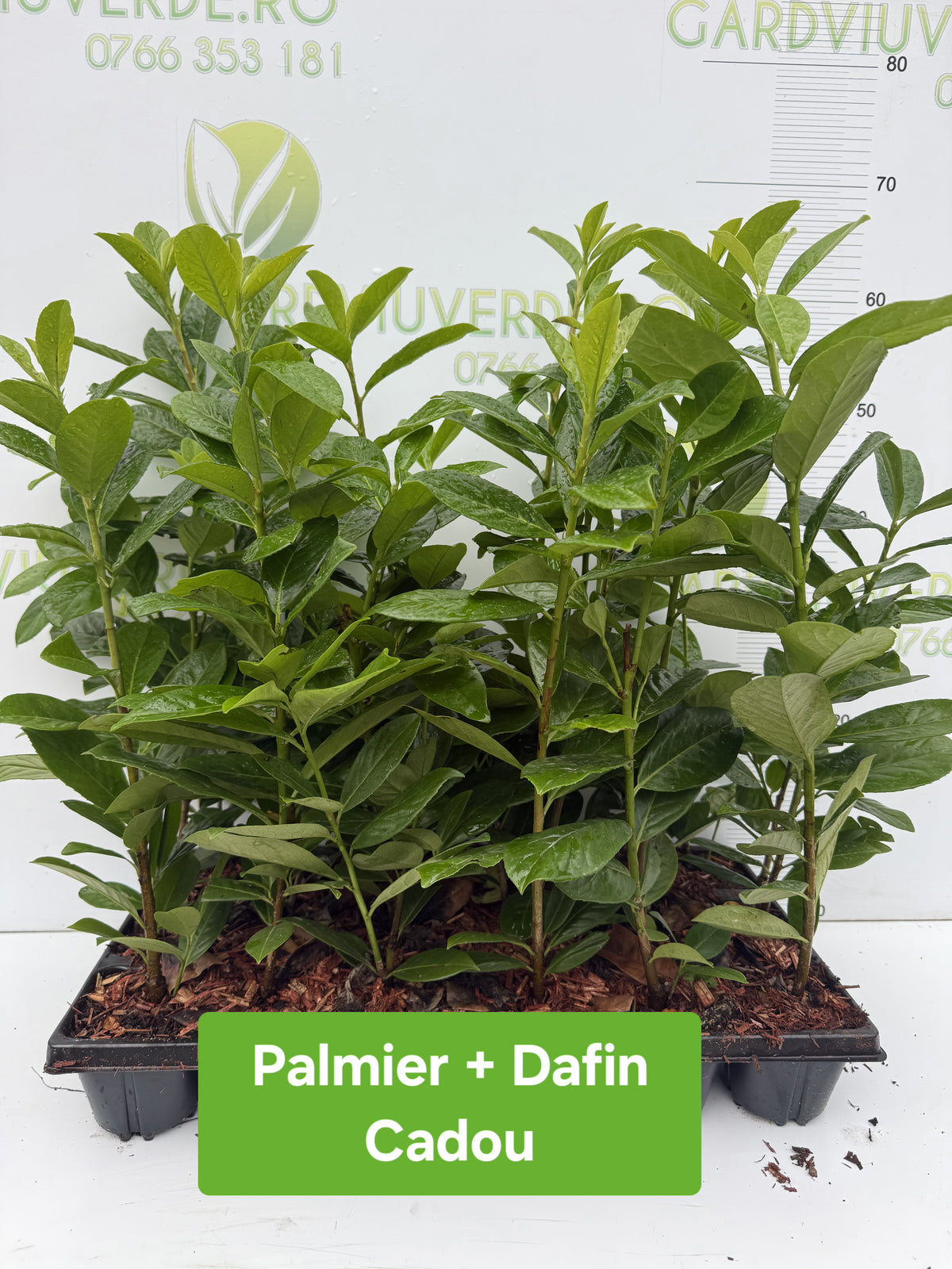 Pachet Cromatic 30 Plante