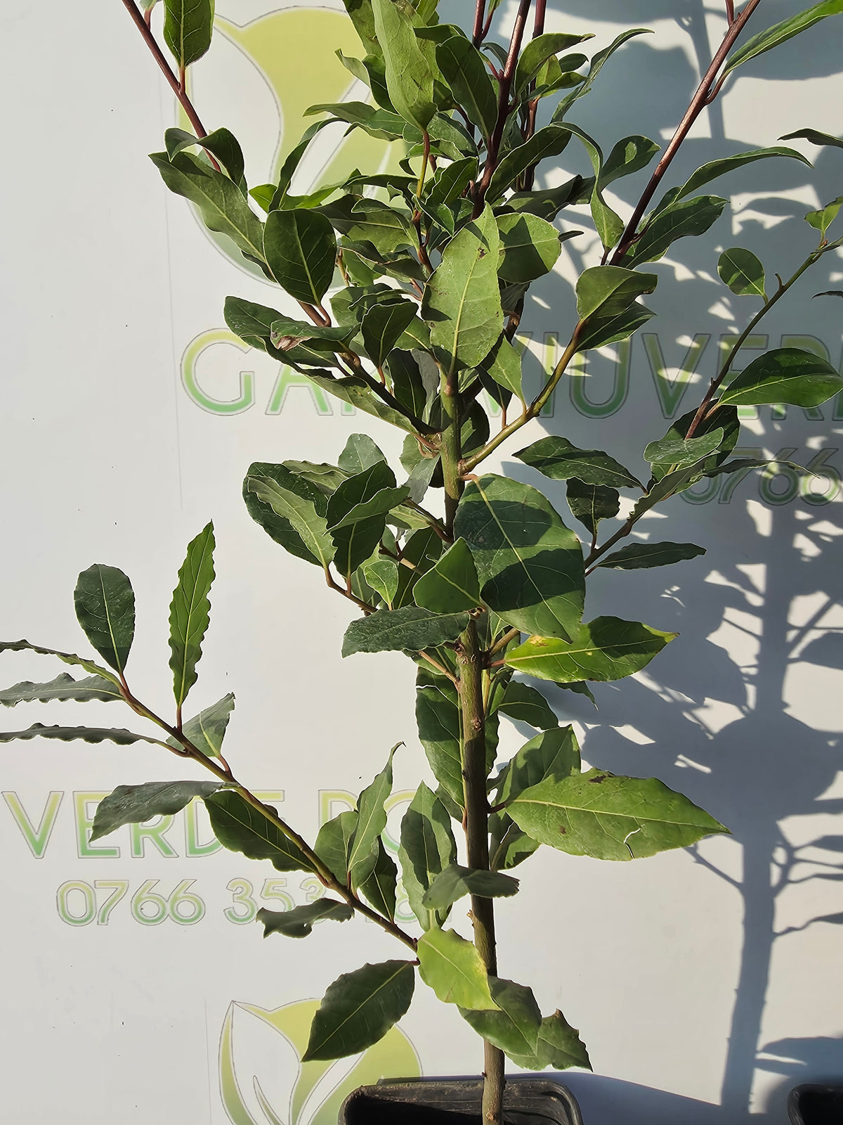 Dafin Comestibil - Laurus Nobilis 70-90 cm