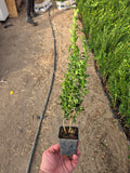 Buxus sempervirens PACHET 25 de plante 40-50 cm