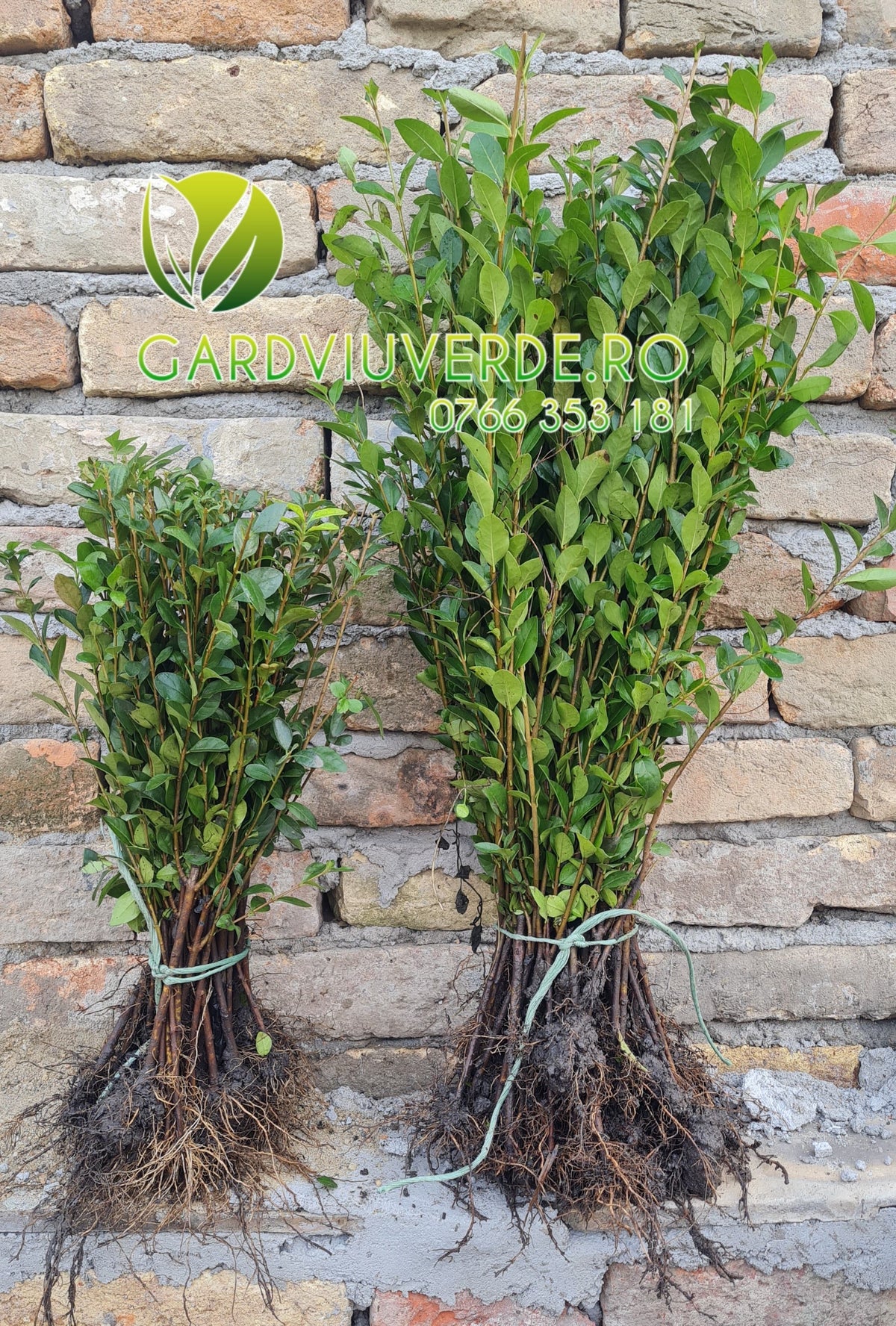 Gard Viu Lemn Cainesc 40-50 cm - [anul 1]