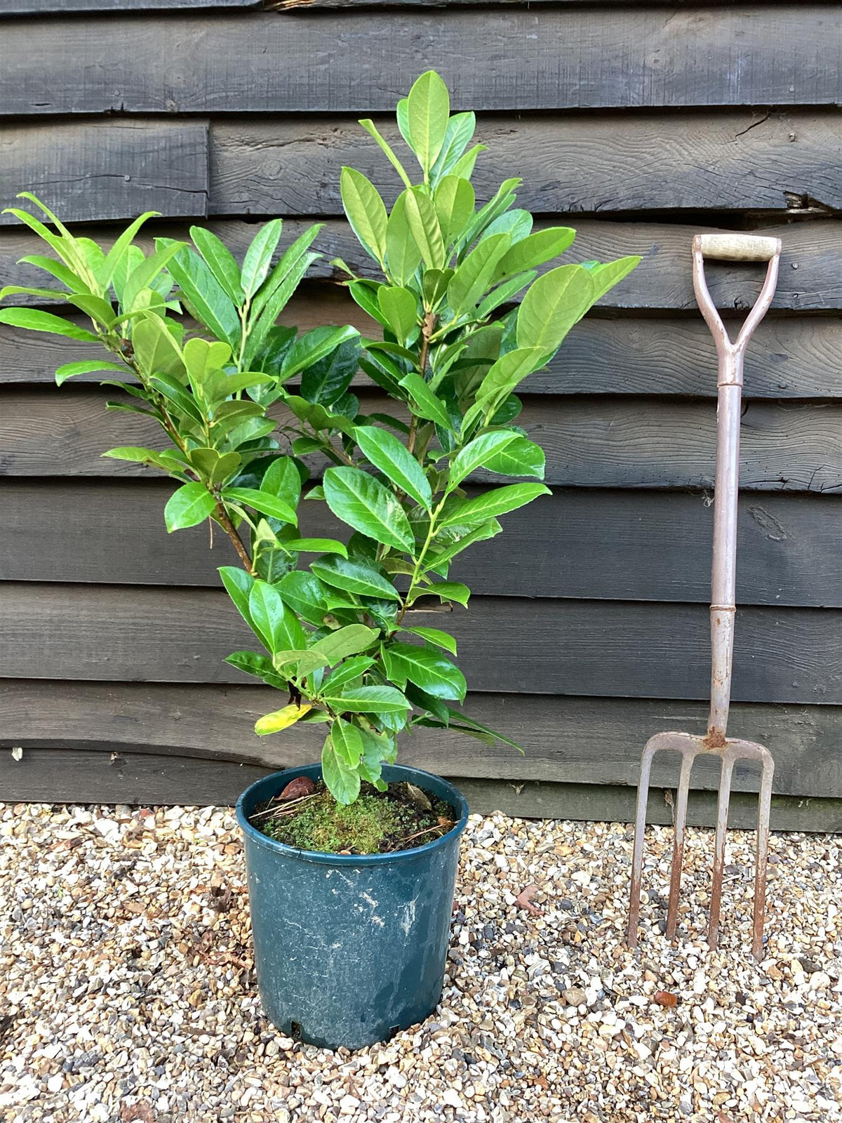 Prunus Laurocerasus Novita 70-80 cm inaltime