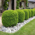 Buxus sempervirens 50-60 cm