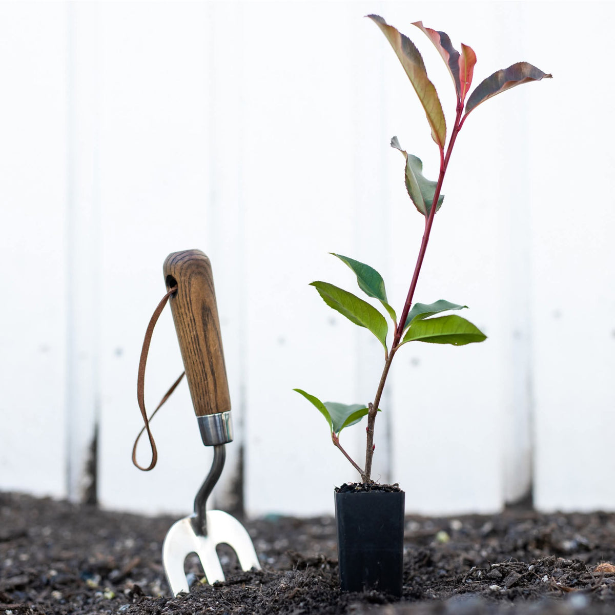 Pachet Cromatic 30 Plante