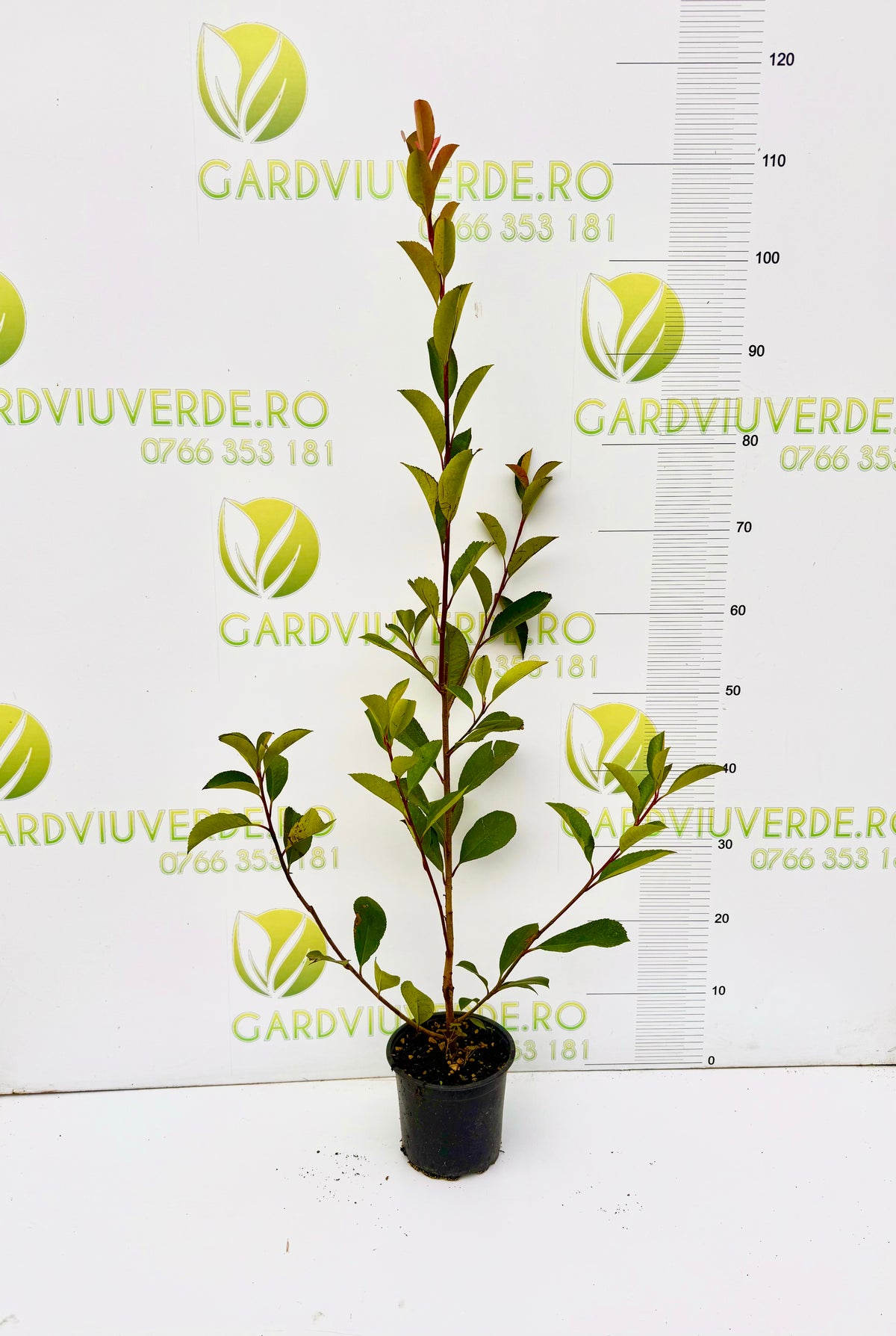 Photinia RED ROBIN 90-100 cm inaltime.
