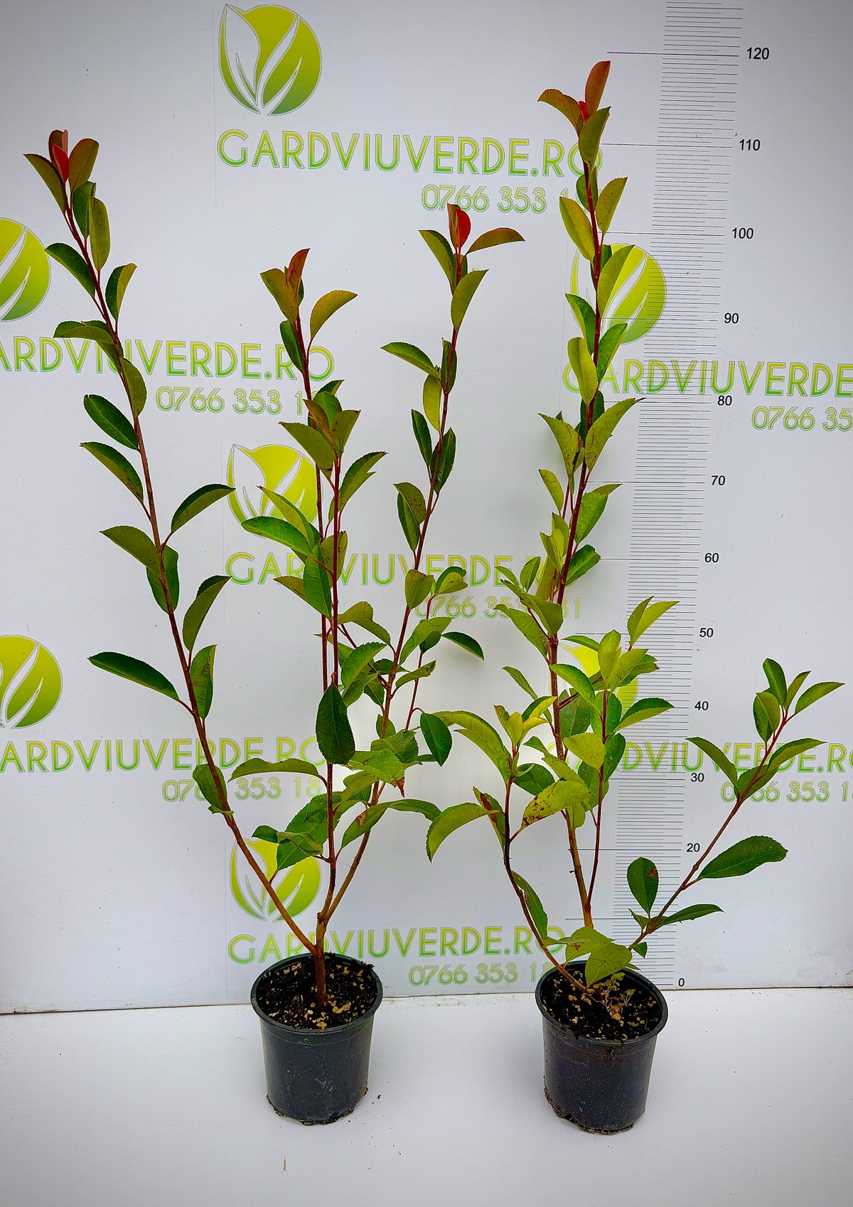 Photinia RED ROBIN 90-100 cm inaltime.