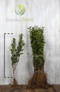 Gard Viu Lemn Câinesc 60-80 cm - [anul 2]
