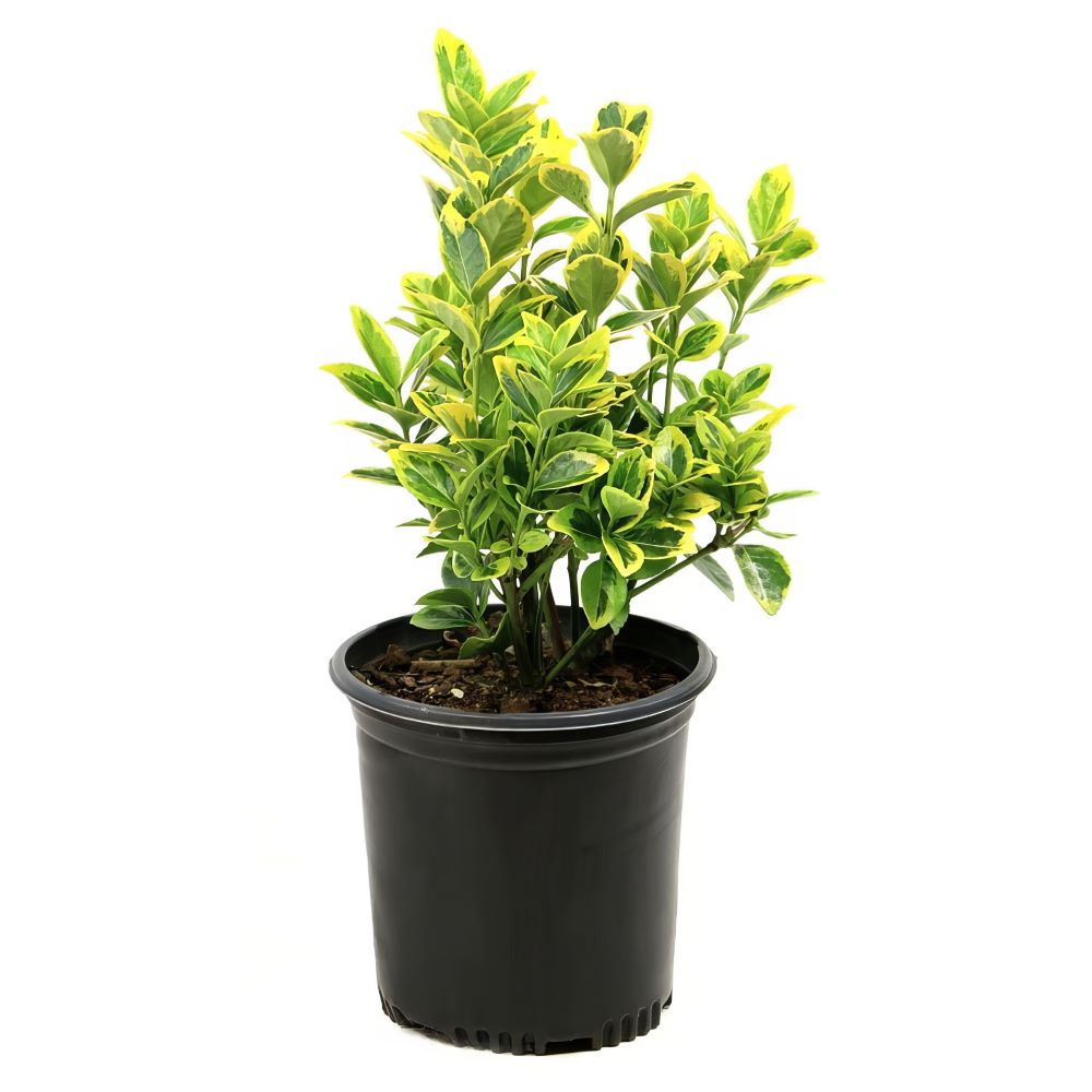 Euonymus Japonicus