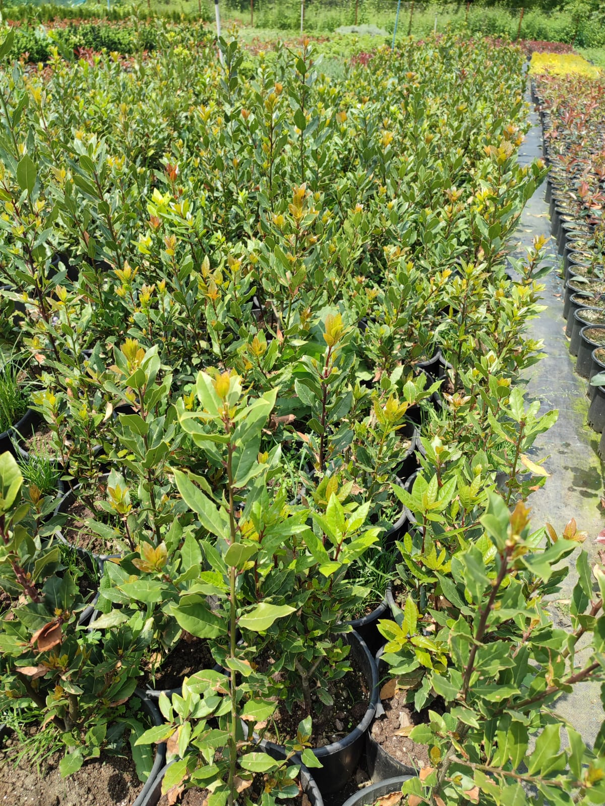 Dafin Comestibil - Laurus Nobilis