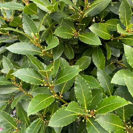 Dafin Comestibil - Laurus Nobilis