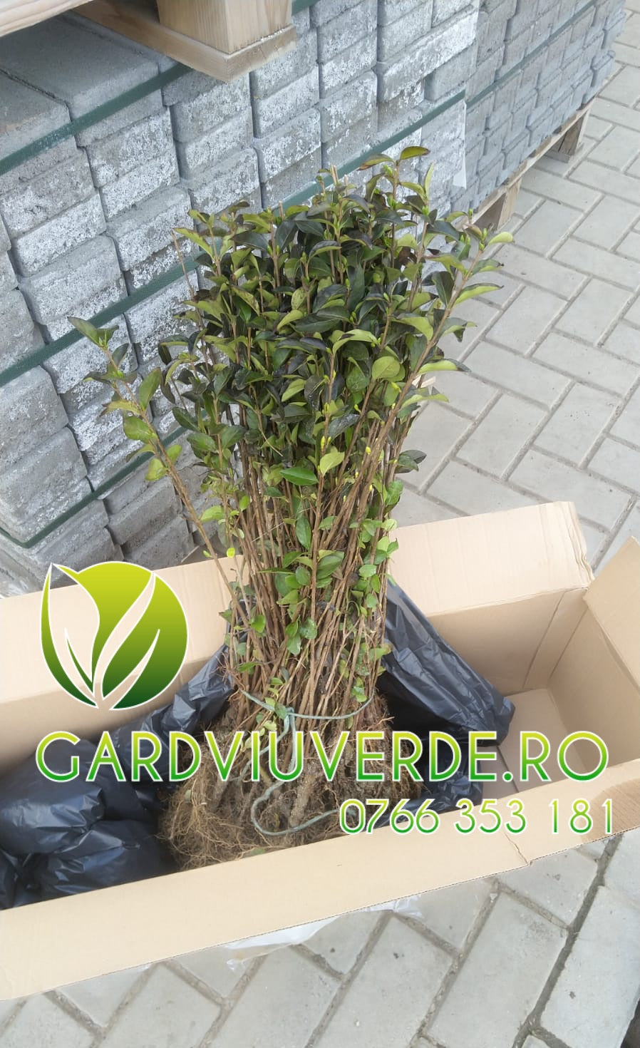 Gard Viu Lemn Câinesc 60-80 cm - [anul 2]