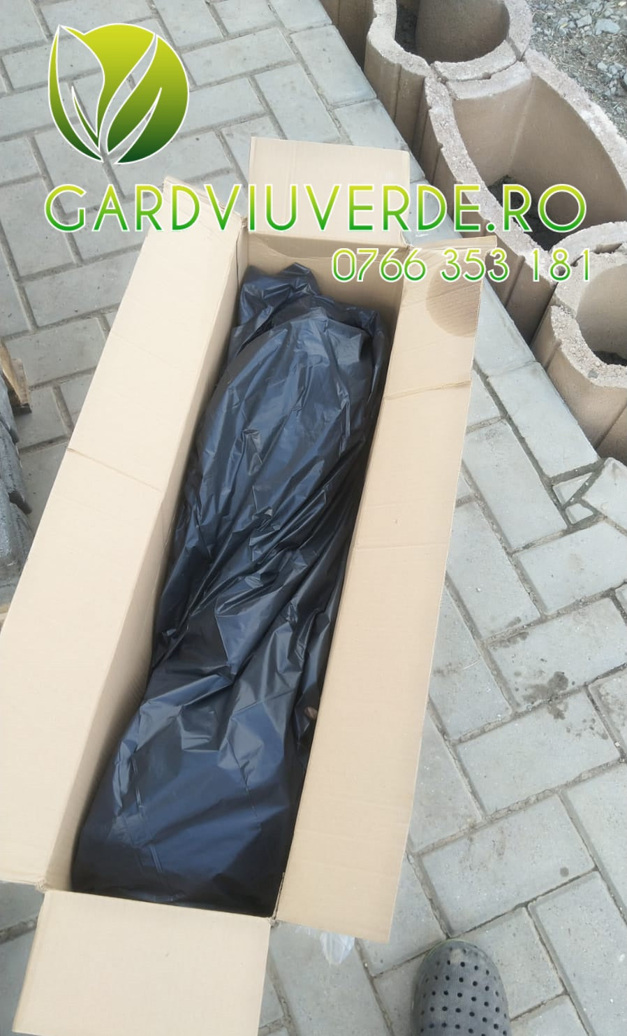 Gard Viu Lemn Câinesc 60-80 cm - [anul 2]
