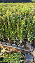Buxus sempervirens 40-50 cm