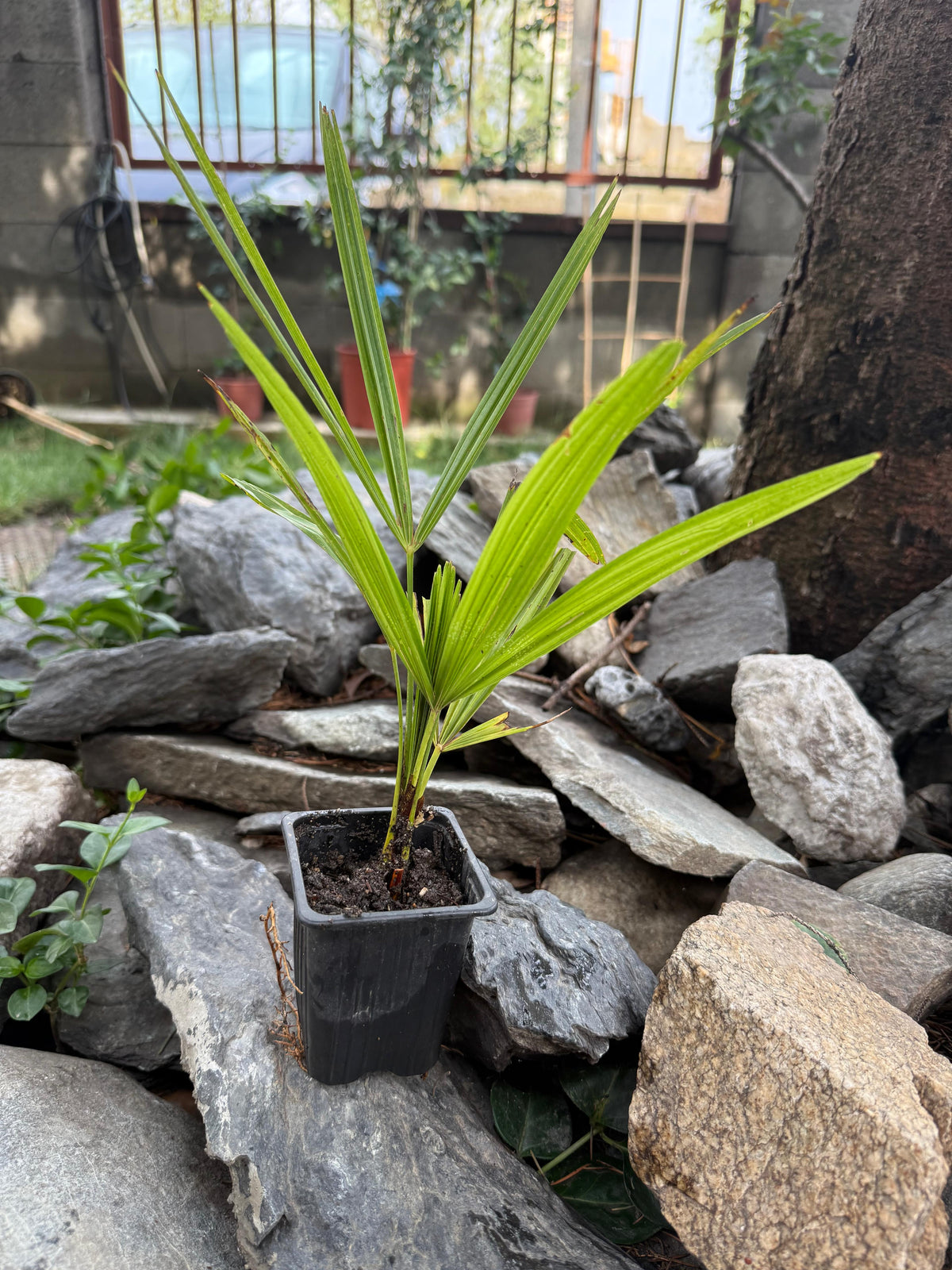 Palmier morisca Trachycarpus Fortunei