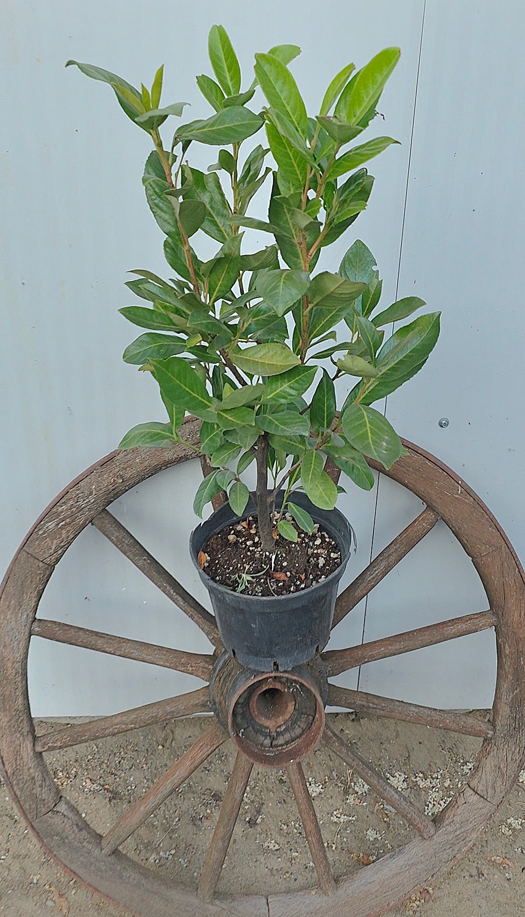 Prunus Laurocerasus Novita extra 70-80 cm inaltime