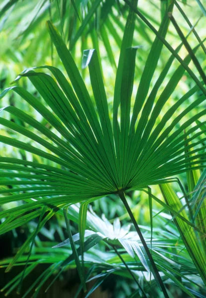 Palmier morisca Trachycarpus Fortunei