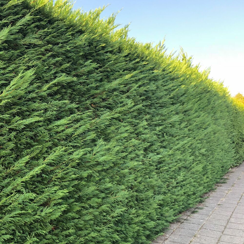 Pachet 50 de plante Leylandii 60-70 cm inaltime