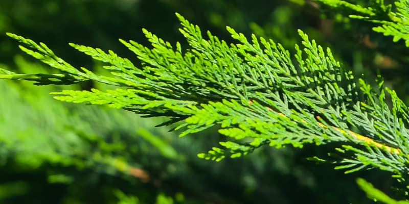 Pachet 50 de plante Leylandii 60-70 cm inaltime