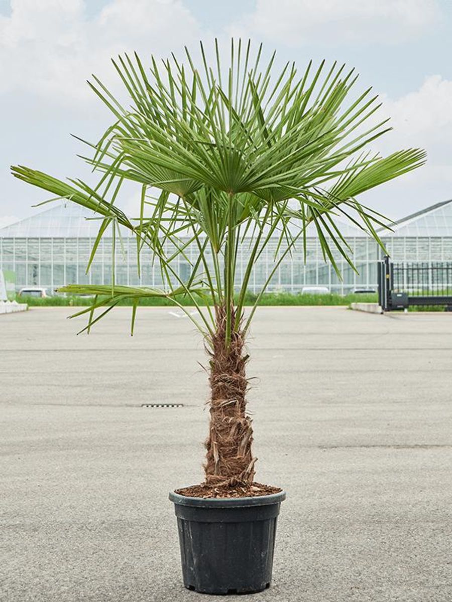 Palmier morisca Trachycarpus Fortunei