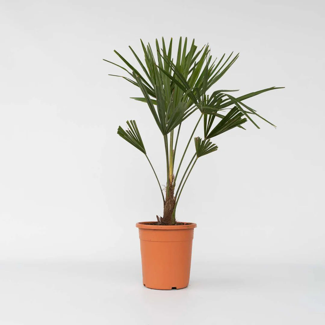 Palmier morisca Trachycarpus Fortunei