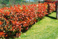 Photinia Red Robin 70-90 cm inaltime