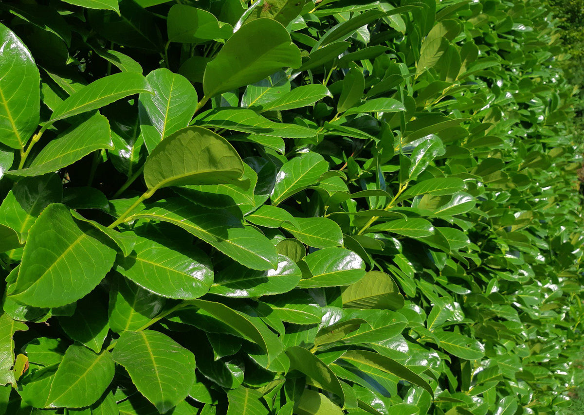 Prunus Laurocerasus Rotundifolia