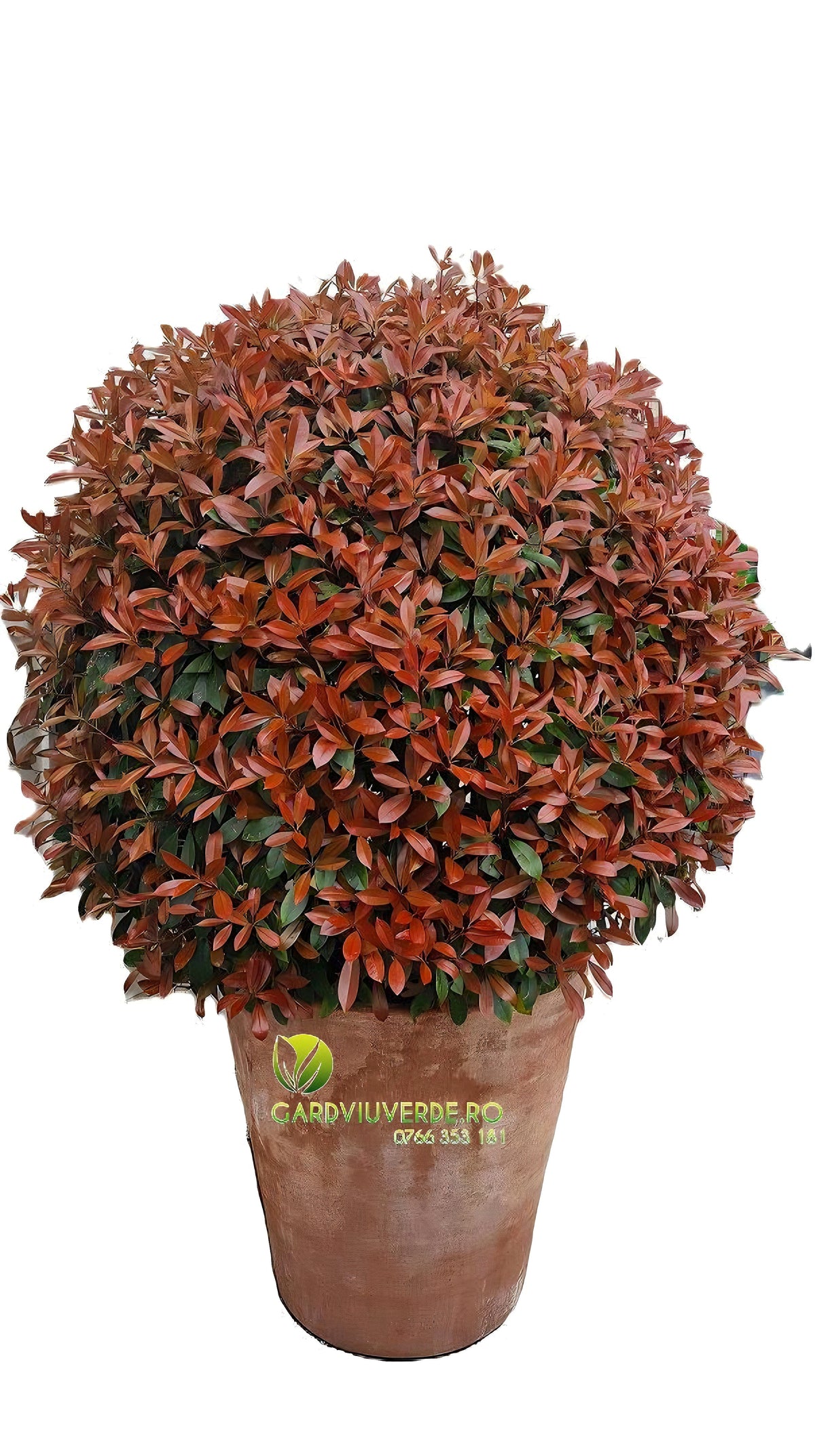 Photinia Red Robin 60-80 cm inaltime