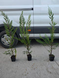 Leylandii  pachet 10 plante 80-100 cm inaltime,1.2 l