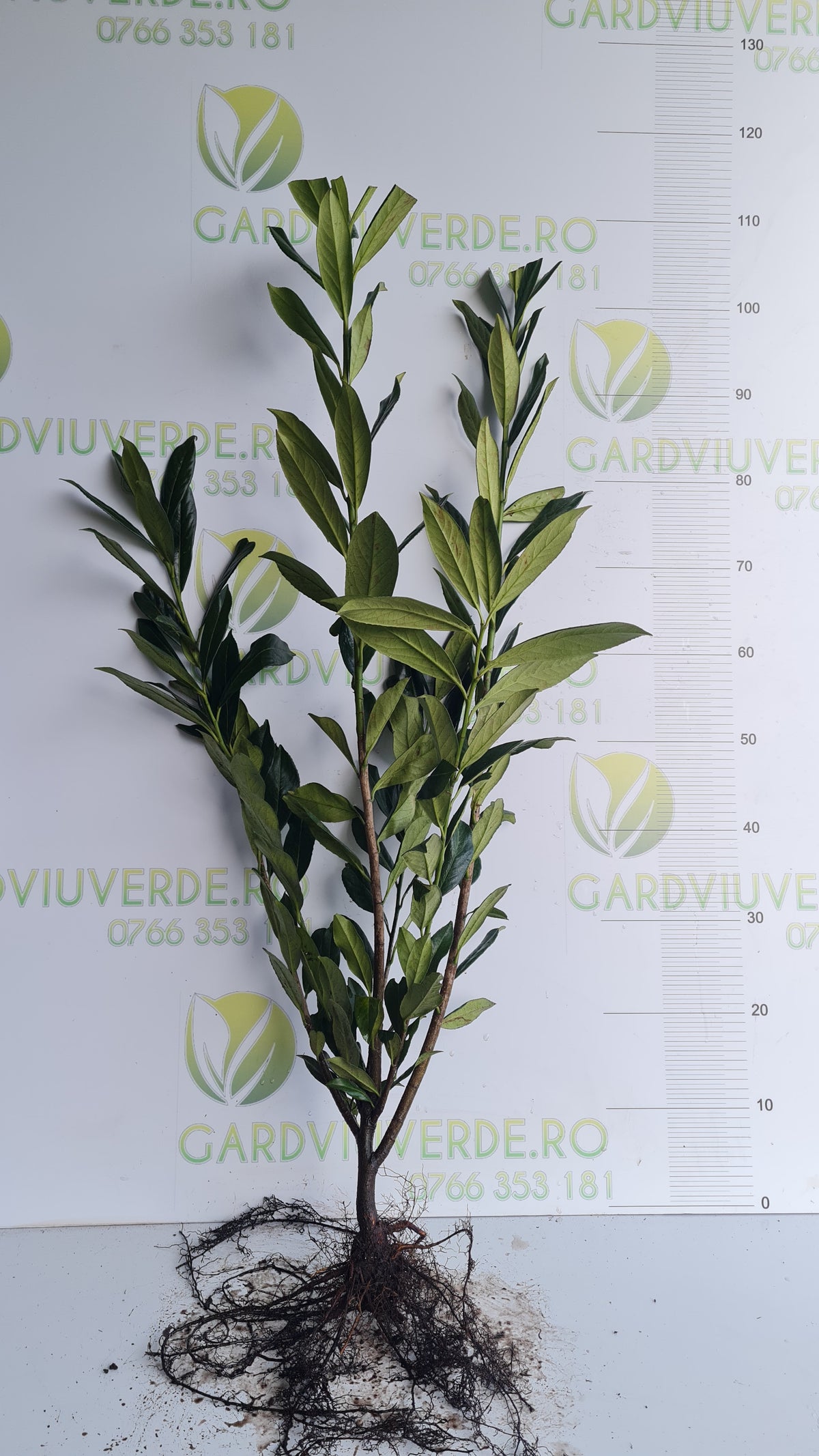 Laur Englezesc 60-80 cm inaltime,radacina libera