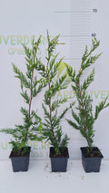 Pachet 50 de plante Leylandii 50-60 cm inaltime.