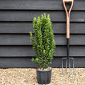 Euonymus japonicus Benkomasaki 30-40 cm inaltim.