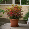 Nandina Domestica (Bambus Sfant) 30-40 cm inaltime.