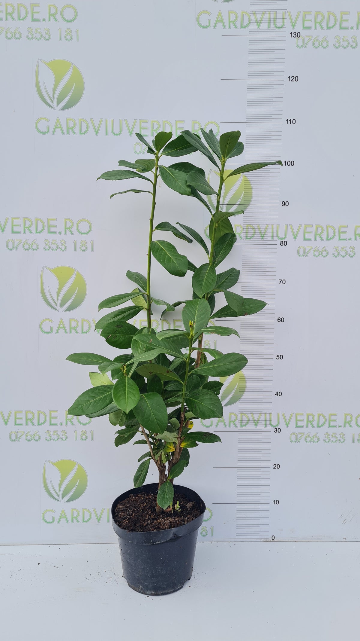 Prunus Laurocerasus Novita 100-110 cm inaltime